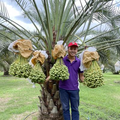 CÂY CHÀ LÀ - TÁC DỤNG CỦA QUẢ CHÀ LÀ